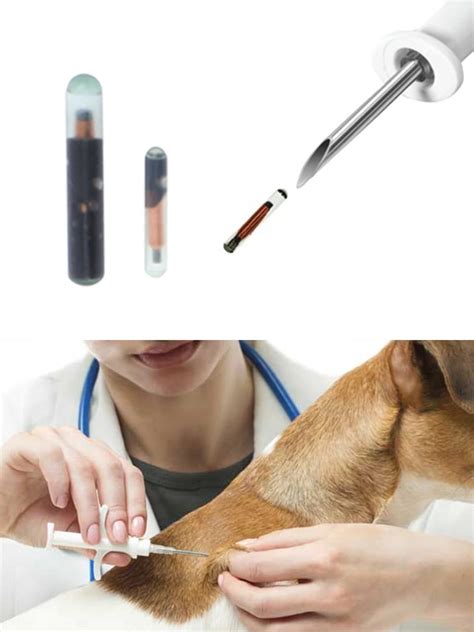 disable rfid chip in dog|how to destroy microchip.